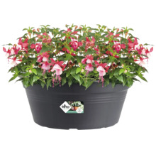 Fuchsia in een pot