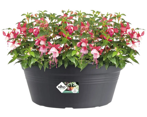 Fuchsia in een pot