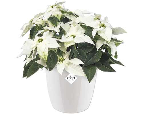 Kerstster met witte schutbladeren in een witte Elho pot