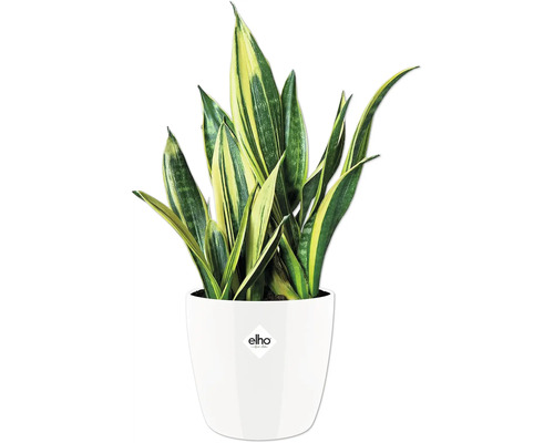 Sansevieria plant in pot