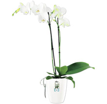 Witte orchidee in Elho pot