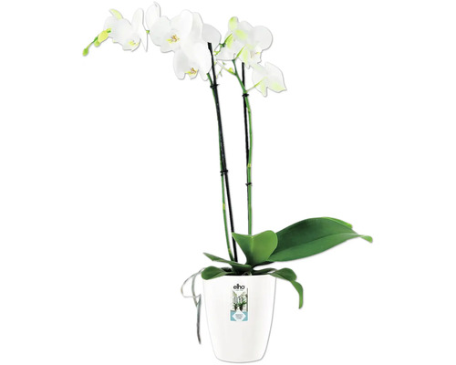 Witte orchidee in Elho pot