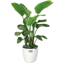 Strelitzia in pot voor binnenshuis