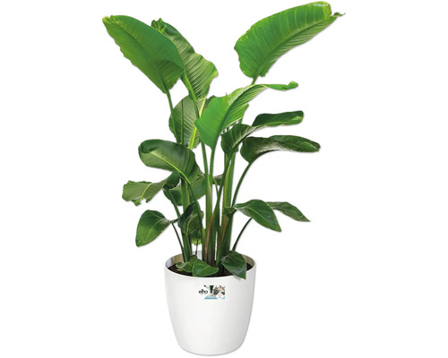 Strelitzia in pot voor binnenshuis