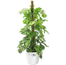 Monstera kamerplant met klimhulp in witte pot