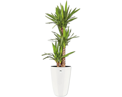 Yucca kamerplant in witte pot