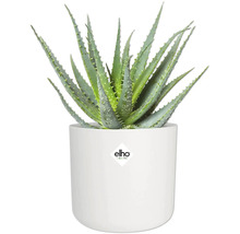 Aloë Vera plant in witte pot