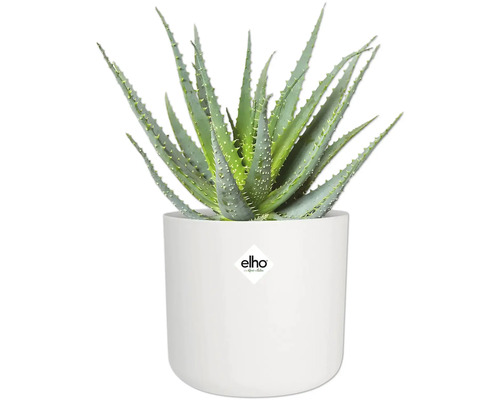 Aloë Vera plant in witte pot