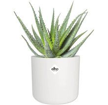 Aloë Vera plant in een witte bloempot met Elho logo