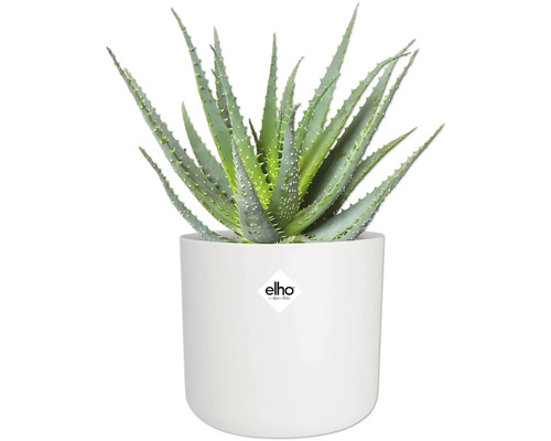 Aloë Vera plant in een witte bloempot met Elho logo