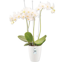 Witte orchidee in pot