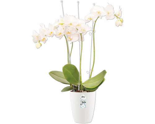 Witte orchidee in pot