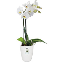 Witte orchidee in witte pot