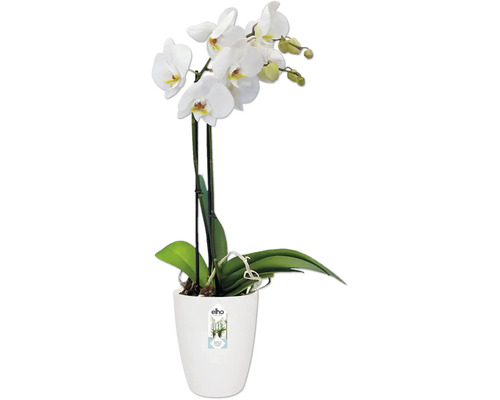 Witte orchidee in witte pot