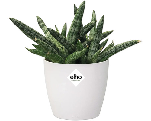 Sansevieria cylindrica in witte bloempot met Elho logo