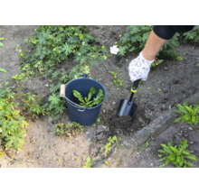 Persoon verwijdert onkruid met een schep uit een tuin, onkruid wordt verzameld in een emmer