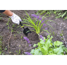 Iemand plant met een handschep een plant in de aarde.