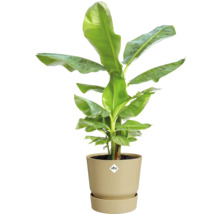 Bananenplant Musa in beige elho bloempot met schotel.