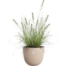 Siergras met bloeiaren in een beige ronde bloempot met golfstructuur en elho Logo.