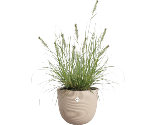 Siergras met bloeiaren in een beige ronde bloempot met golfstructuur en elho Logo.