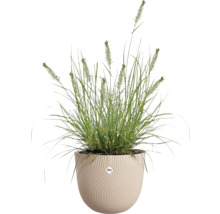 Groen siergras met aren in een ronde crèmekleurige plantenpot met golfstructuur van elho.