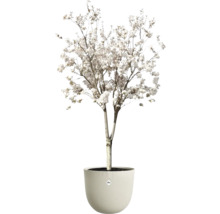 Bloeiende boom met witte bloesem in een ronde bloempot met golfstructuur. elho Logo.