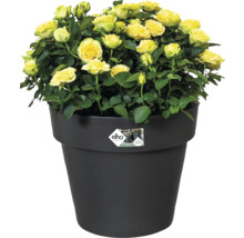 Gele rozen met groene bladeren in een zwarte bloempot met elho Logo.