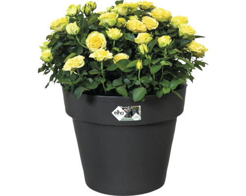 Gele rozen met groene bladeren in een zwarte bloempot met elho Logo.