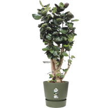 Polyscias scutellaria Fabian kamerplant in elho bloempot met bijpassende schotel.