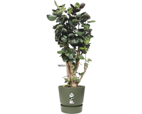 Polyscias scutellaria Fabian kamerplant in elho bloempot met bijpassende schotel.