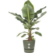 Bananenplant Musa in een ronde kunststof plantenpot van elho met bijpassende schotel.