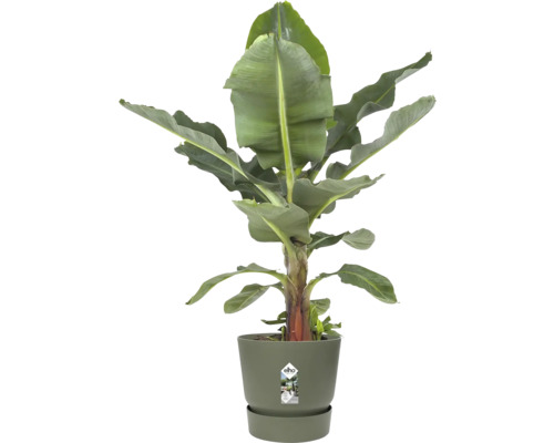 Bananenplant Musa in een ronde kunststof plantenpot van elho met bijpassende schotel.