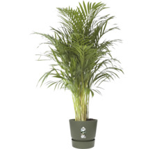 Kamerplant Goudpalm Dypsis lutescens in elho bloempot
