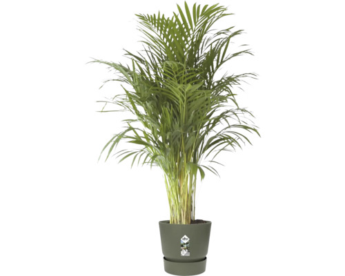Kamerplant Goudpalm Dypsis lutescens in elho bloempot