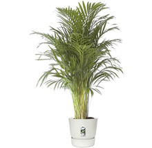 Goudpalm Areca lutescens in witte kunststof pot.