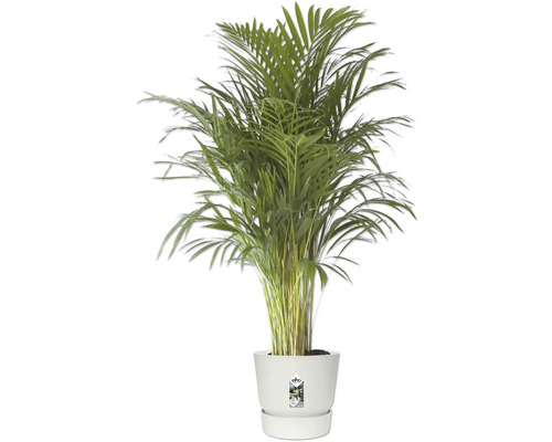 Goudpalm Areca lutescens in witte kunststof pot.