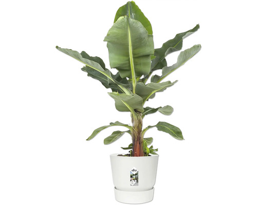 Bananenplant Musa in een witte elho kunststof pot met grote bladeren.