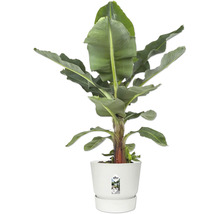 Bananenplant Musa in witte elho kunststof pot met schotel.