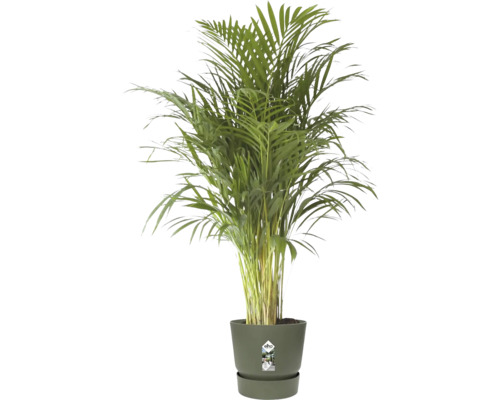 Goudpalm Dypsis lutescens in een donkergroene Elho kunststof pot.