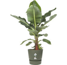 Bananenplant Musa in een olijfgroene Elho bloempot met bijpassende schotel.