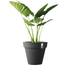 Alocasia kamerplant in een donkergrijze bloempot.