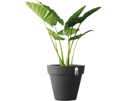 Alocasia kamerplant in een donkergrijze bloempot.