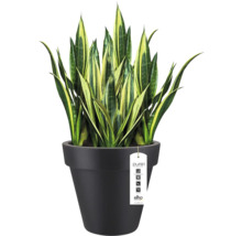 Sansevieria vrouwentongen in een zwarte Elho Pure bloempot.