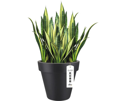 Sansevieria vrouwentongen in een zwarte Elho Pure bloempot.
