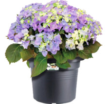 Bloeiende hortensia in pot met paars-witte bloemen en groene bladeren voor tuin en balkon.