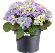 Hortensia in een antracietkleurige kunststof pot met grote, lichtpaarse bloemschermen en groene bladeren.