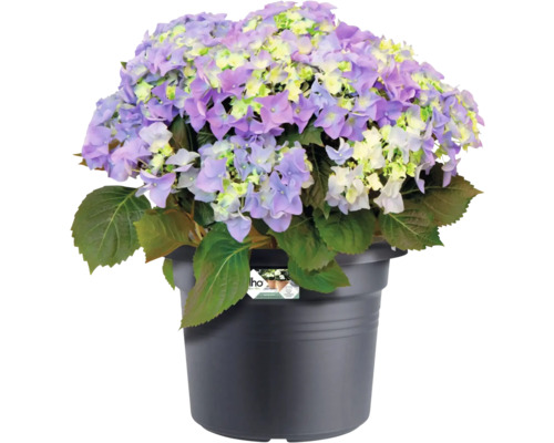 Hortensia in een antracietkleurige kunststof pot met grote, lichtpaarse bloemschermen en groene bladeren.