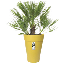 Dwergpalm Chamaerops humilis in hoge gele Elho bloempot met waaiervormige groene bladeren.