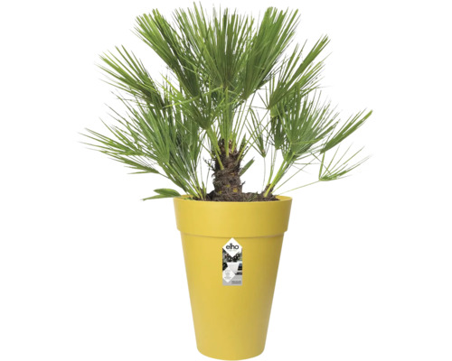 Dwergpalm Chamaerops humilis in hoge gele Elho bloempot met waaiervormige groene bladeren.