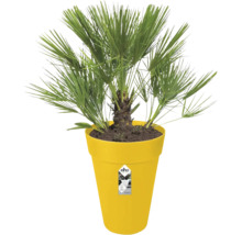 Dwergwaaierpalm Chamaerops humilis in een gele kunststof bloempot van elho.